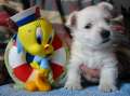 Allevamenti Westie