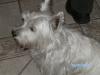 Immagine Westie