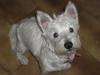 Immagine Westie