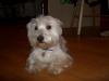 Immagine Westie