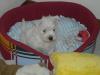 Status Westie