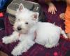 Immagine Westie