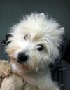 Immagine Westie