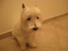 Immagine Westie