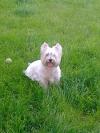 Status Westie