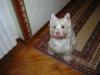 Immagine Westie