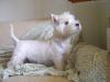 Immagine Westie