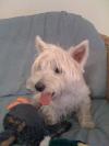 Immagine Westie