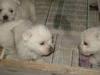 Immagine Westie
