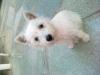 Immagine Westie