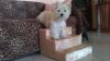 Immagine Westie