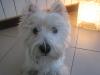 Westie iscritti di recente