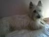 Immagine Westie