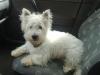 Status Westie