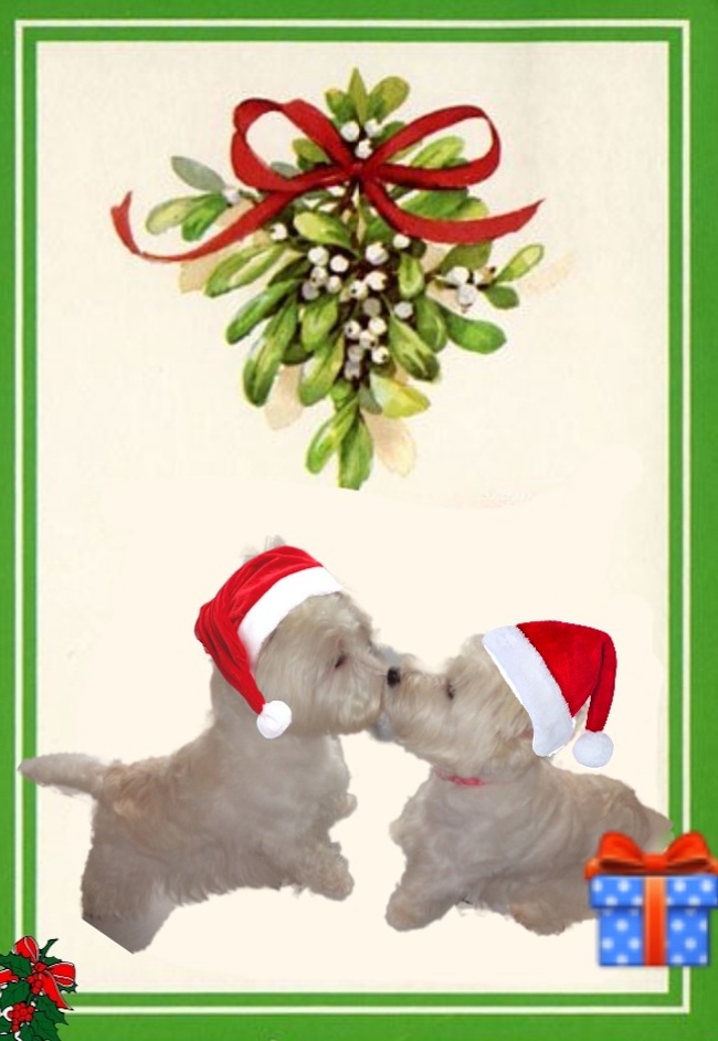 Calendario Avvento Westy