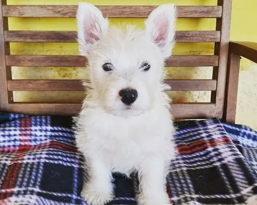 Westie in mostra