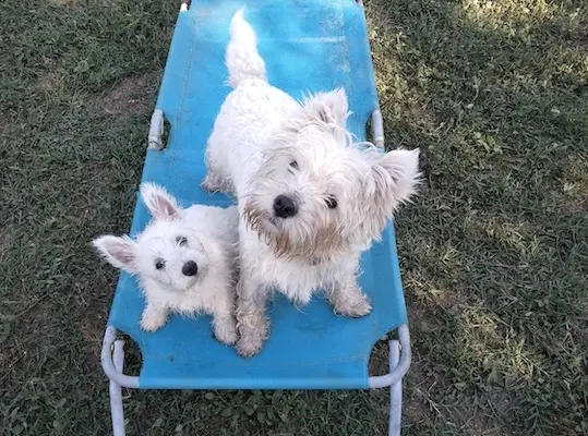Westie nel giardino