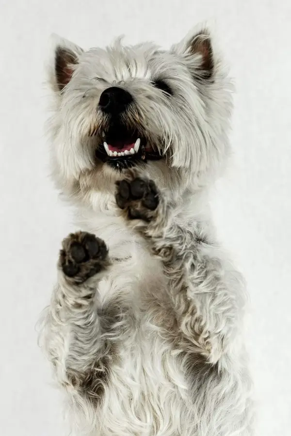 Come gestire il vomito nel cane a casa