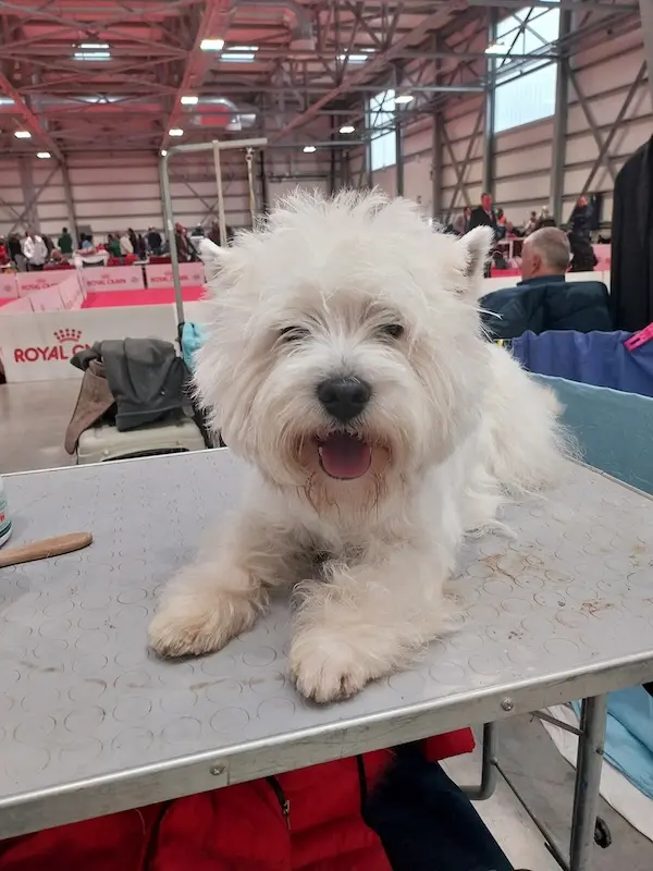 Come gestire il vomito nel cane a casa