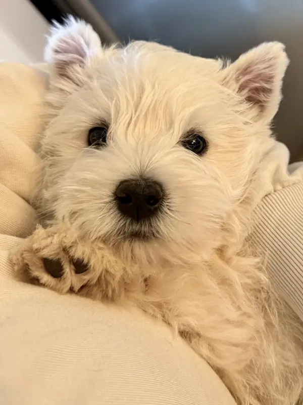 Come gestire il vomito nel cane a casa