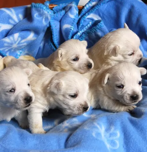 Intervista Allevamento Westy - dei Castelli in Aria