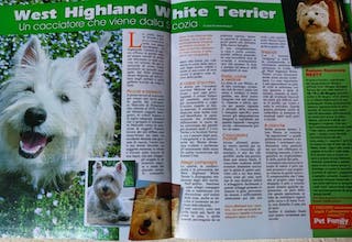 Immagine Giornale