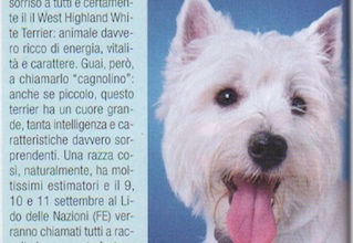 Immagine Giornale