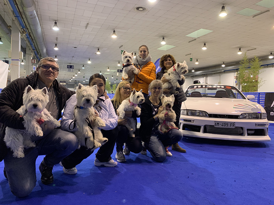 raduno westie