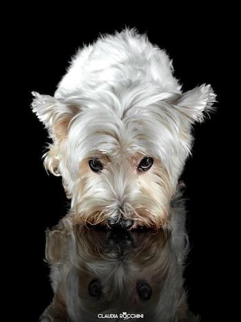 raduno westie