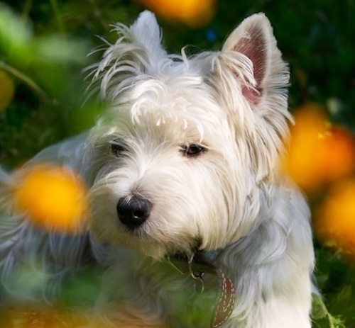Piante e fiori pericolosi per i Westie