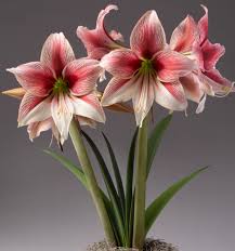 Amaryllis