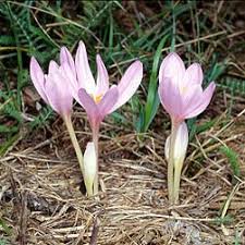 Autumn Crocus