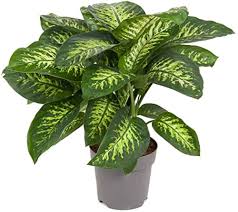 Dieffenbachia
