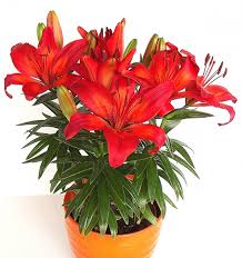 Lilium
