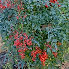 Nandina domestica