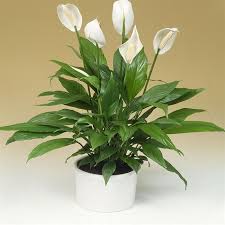 Pianta della pace (Spathiphyllum)