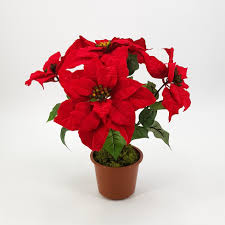 Stella di Natale