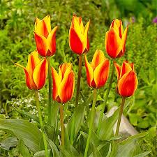Tulipani