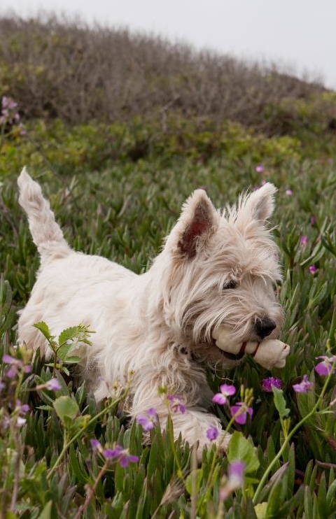 Come riconoscere un'intossicazione nel tuo Westie