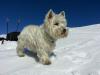 Immagine Westie