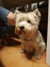 Immagine Westie