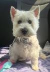 Immagine Westie