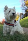 Status Westie