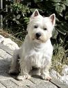 Immagine Westie