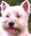 Westie