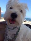 Immagine Westie