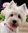 Immagine Westie