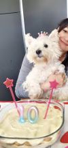 Immagine Westie