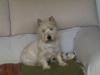 Status Westie