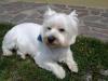 Status Westie